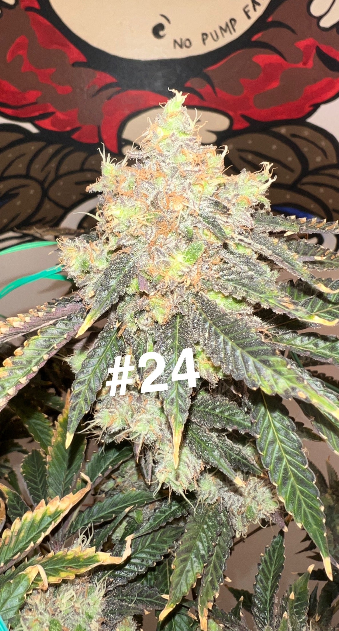 Urinal Cake x (Dawgfood x TrueGlue) 10pk seeds