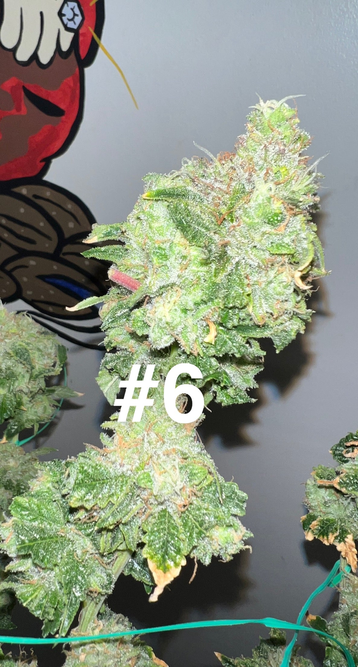 Urinal Cake x (Dawgfood x TrueGlue) 10pk seeds Seed Skank