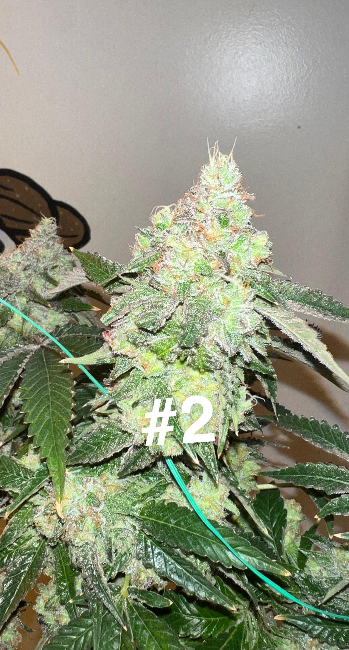 Urinal Cake x (Dawgfood x TrueGlue) 10pk seeds Seed Skank